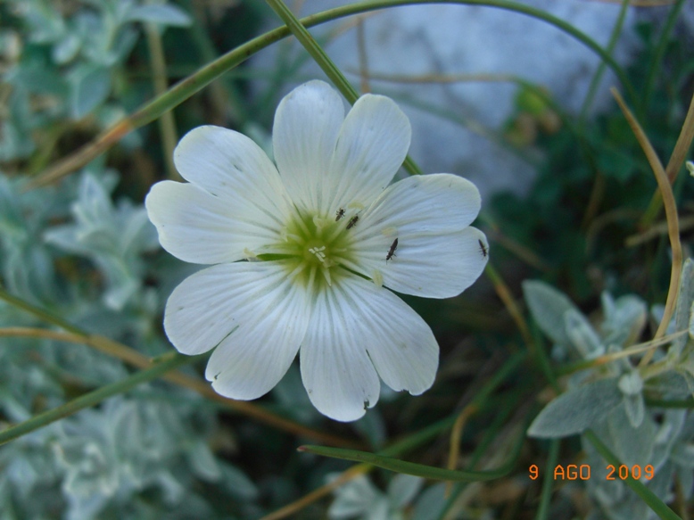 Cerastium tomentosum / Peverina tomentosa